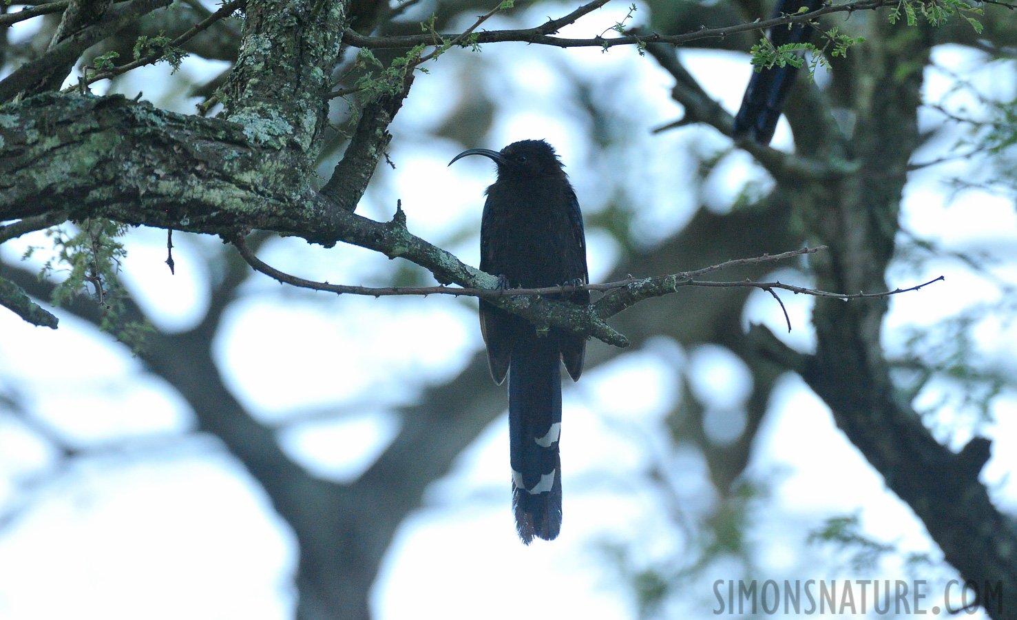 Rhinopomastus cyanomelas cyanomelas [550 mm, 1/1250 Sek. bei f / 7.1, ISO 2500]